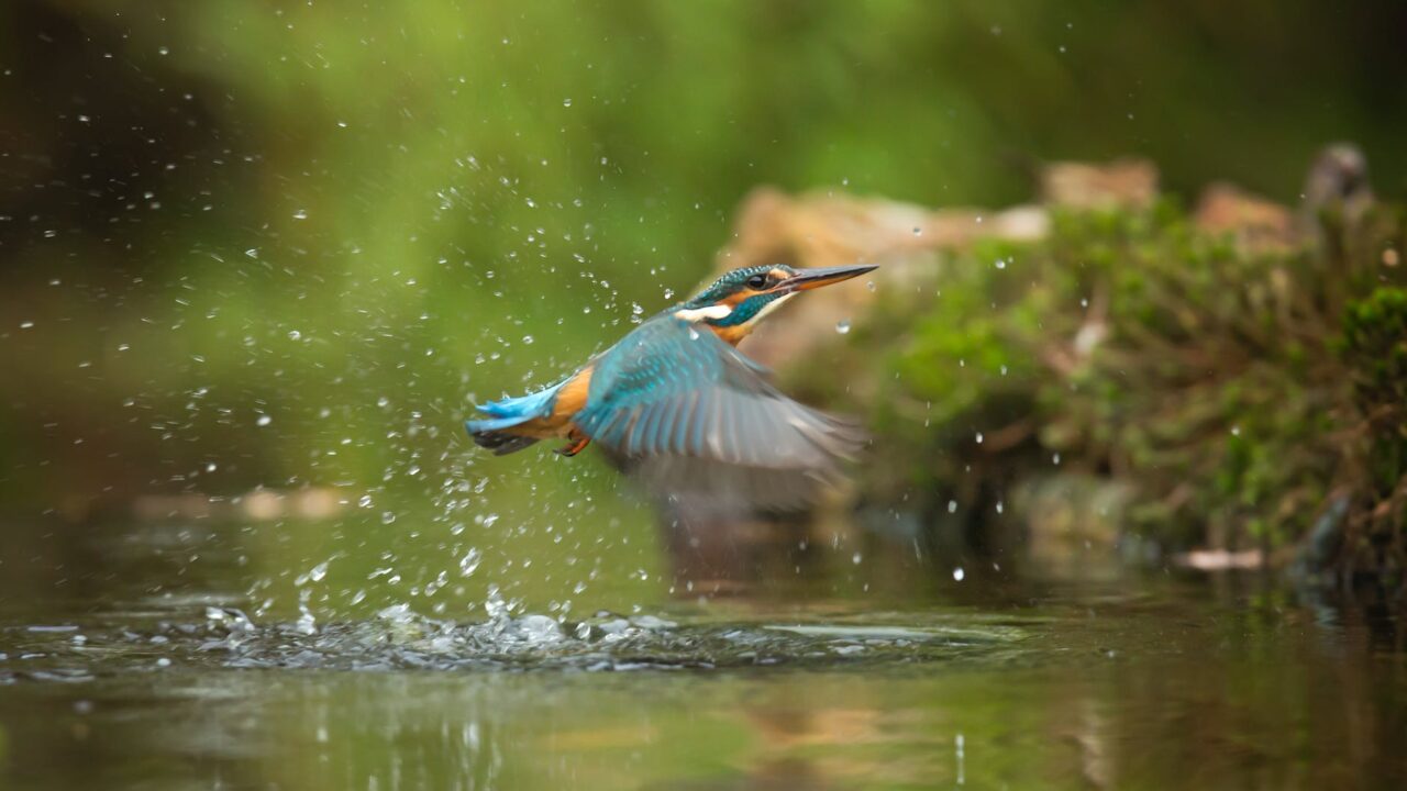 photo of common kingfisher flying above river