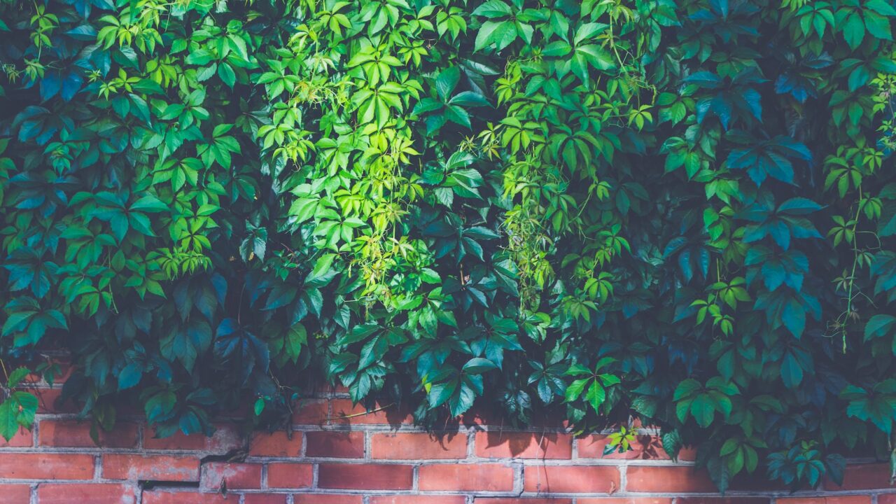 green outdoor plants on brown brick wall