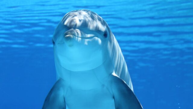 cute dolphine underwater