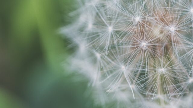 close up photo of dandelion