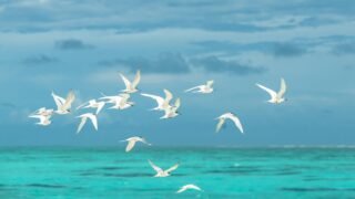 flock of white seagulls flying over the ocean