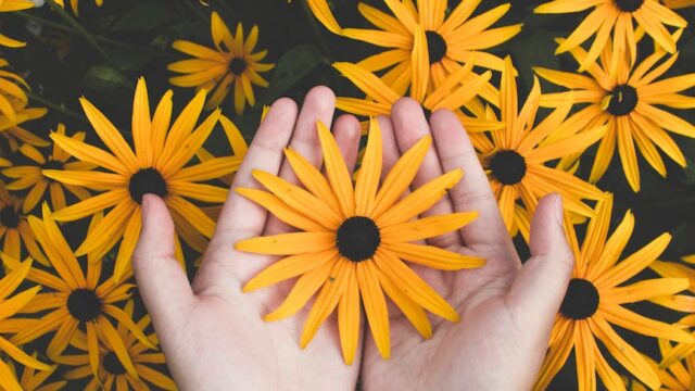 person holding yellow black eyed susan flowers in bloom