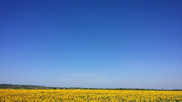 sunflower garden under blue sky