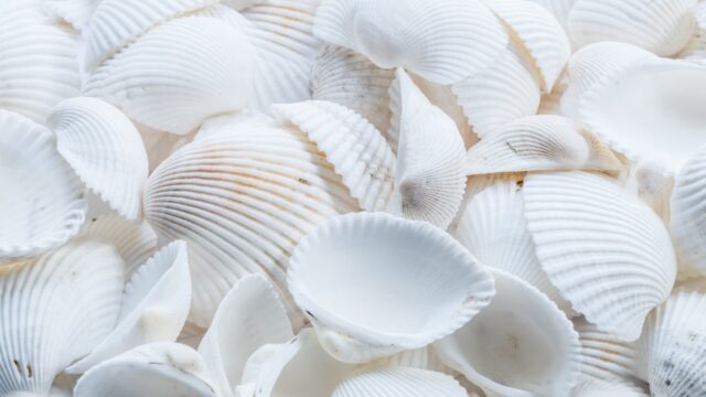close up photography of white shells