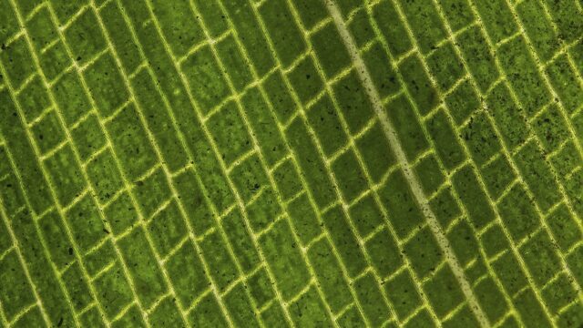 Green square pattern texture