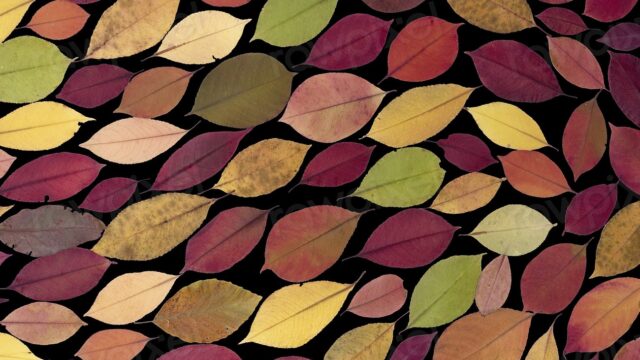 Colorful leaf pattern background
